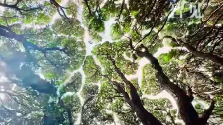 樹木為何會相互“禮讓”？